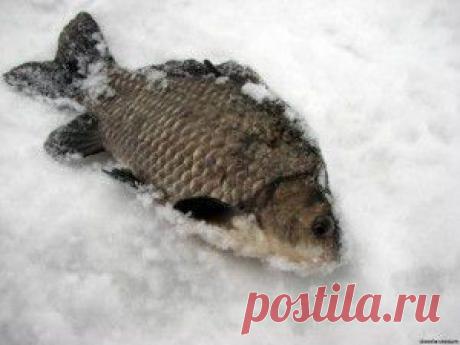 Ловля карася в январе