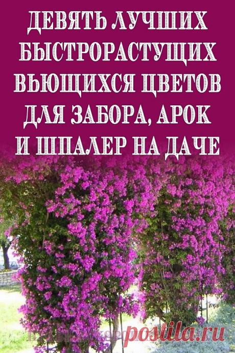 Девять лучших быстрорастущих вьющихся цветов для забора, арок и шпалер на даче