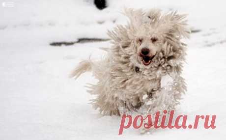 Комондор - собака с дредами - Путешествуем вместе