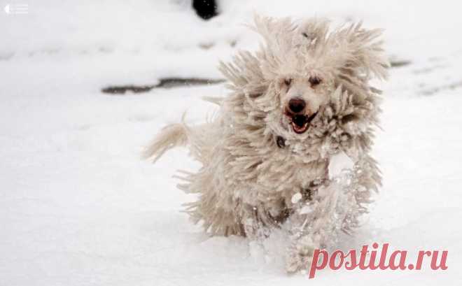 Комондор - собака с дредами - Путешествуем вместе