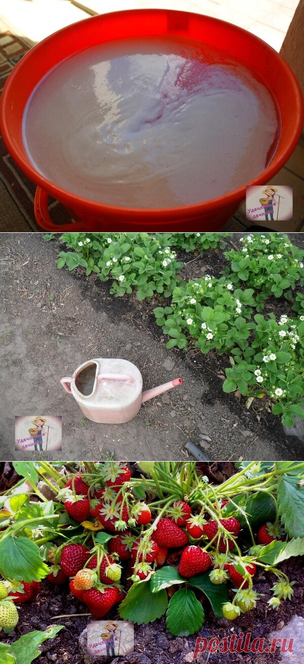 Рецепт удобрения для клубники от моей бабушки! Применяю его по сей день, получаю НЕБЫВАЛЫЙ урожай! | Блоги о даче и огороде, рецептах, красоте и правильном питании, рыбалке, ремонте и интерьере