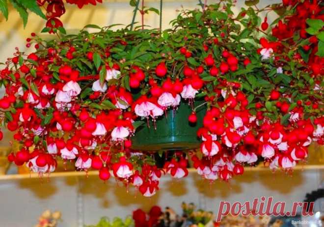 Комнатное растение Фуксия (Fuchsia). Этот небольшой род растений получил свое название в честь немецкого врача и ботаника Л.Фукса (1501-1566). Из-за неприхотливости и простоты размножения фуксия издавна была любимым комнатным растением. Родина этого вечнозеленого кустарникового растения - Центральная и Южная Америка. Там фуксия дает вкусные душистые ягоды. Цветы у фуксии очень интересной формы: с четырехлопастным, отходящим кверху отгибом, висят на тонких цветоножках.