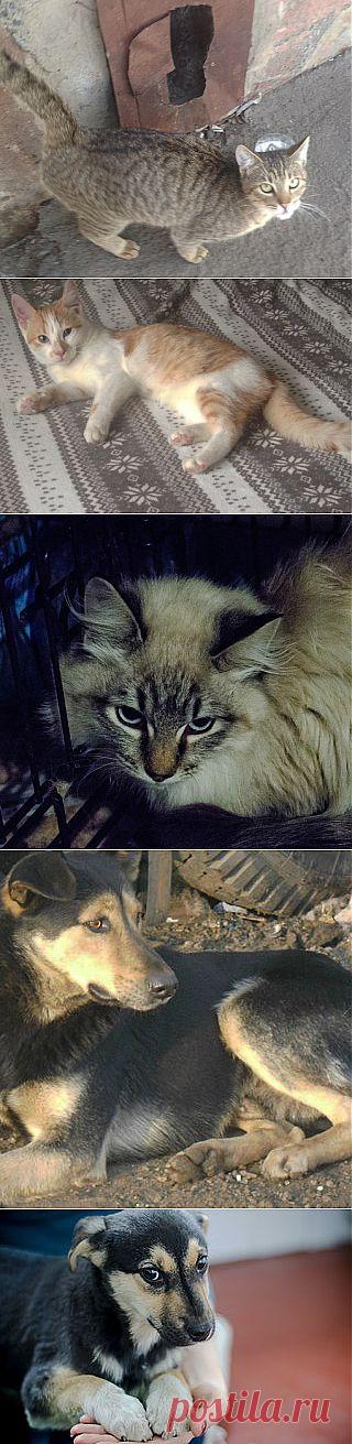 Гостомельский приют