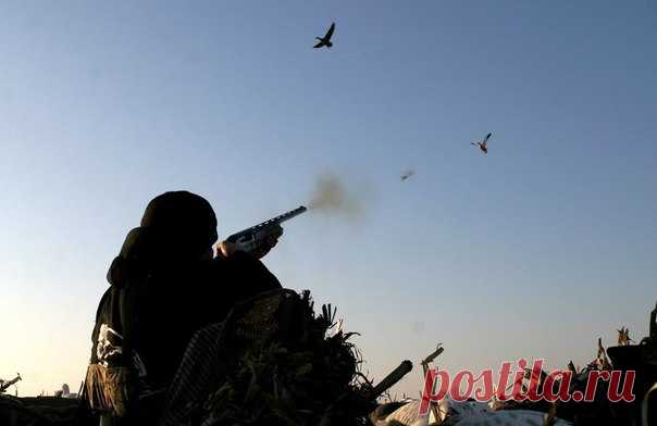 Отдача во время стрельбы из гладкоствольного оружия. Современный рынок гладкоствольного оружия (охотничьего) переполнен разнообразными моделями, в том числе одностволками, в основном самозарядными и двустволками, легкими и тяжелыми, с патронниками различной длины. Разговор идет об исправном оружии, которое прошло в соответствии с действующим законом страны происхождения полный цикл испытаний. Безопасность данного оружия сомнению не подлежит, поскольку испытывается оно при достаточно высоких…