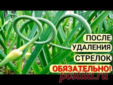 Крупный ЧЕСНОК. Чем ПОДКОРМИТЬ чеснок в ИЮНЕ для КРУПНОЙ головки. СТРЕЛКИ на чесноке.