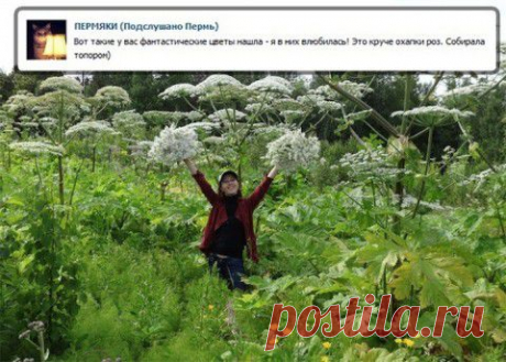 Она не знает, что эта милашка — жуткий борщевик