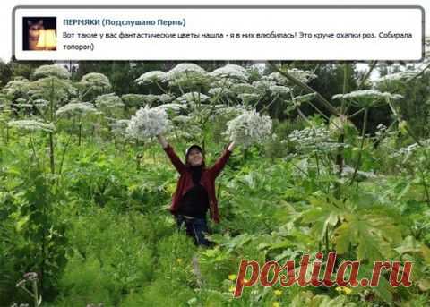 Она не знает, что эта милашка — жуткий борщевик
