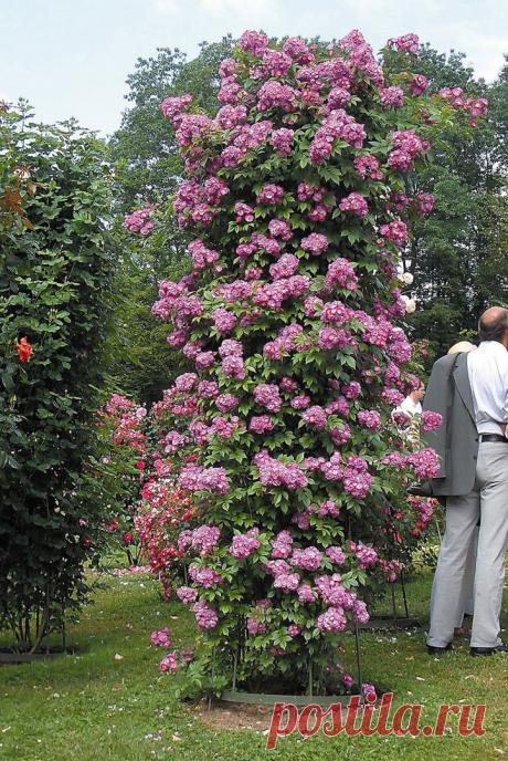 роза Перенниал Блю