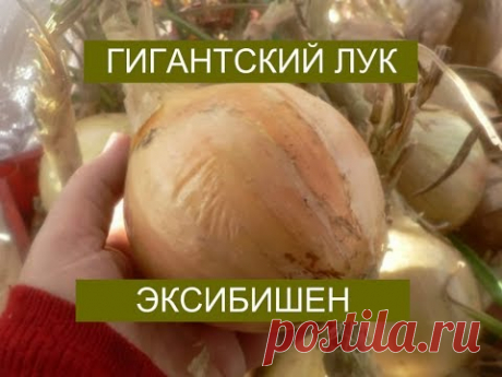 ГИГАНТСКИЙ ЛУК ЭКСИБИШЕН
