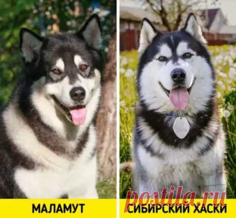 10 пар пород, которые путают даже преданные собачники - Женский сайт. Интересные статьи для женщин и девушек - медиаплатформа МирТесен