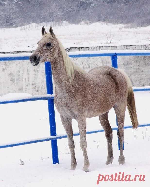 лошади
