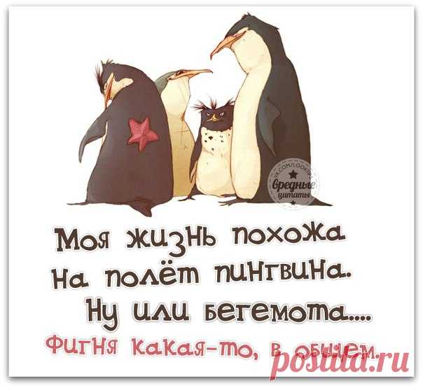 ПРИКОЛЬНЫЕ ФРАЗОЧКИ В КАРТИНКАХ