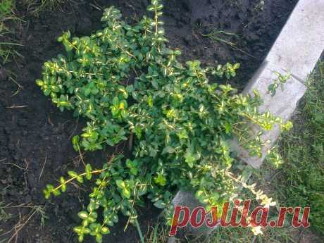 Бересклет Форчуна «Солнечное пятно» (Euonymus fortunei «Sunspot»)