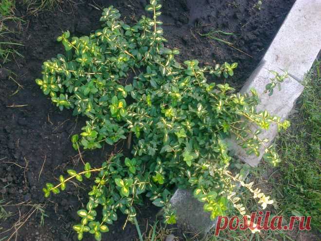 Бересклет Форчуна «Солнечное пятно» (Euonymus fortunei «Sunspot»)