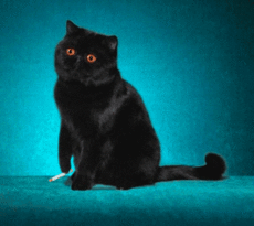Мартовский кот!!!