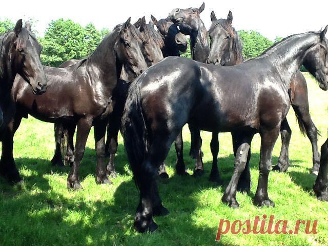 лошади