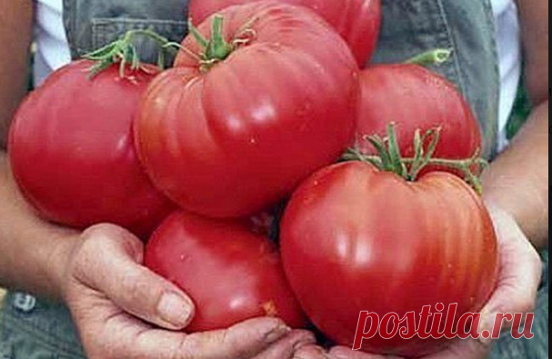 (4) Одноклассники