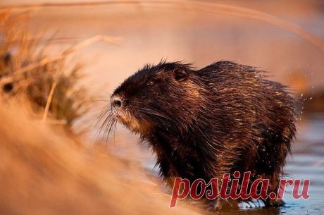 Животные крупным планом Роберта Адамека (Robert Adamec) — Фотоискусство