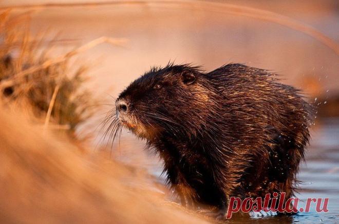 Животные крупным планом Роберта Адамека (Robert Adamec) — Фотоискусство