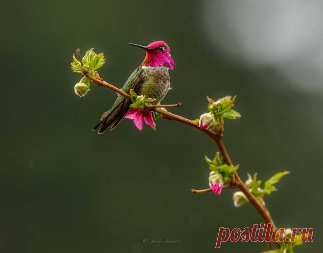 SPRING DELIGHT