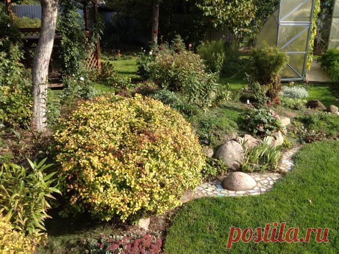 Мульчируем травой. (Сколько служит такая мульча ?) | Есть время под солнцем | Яндекс Дзен