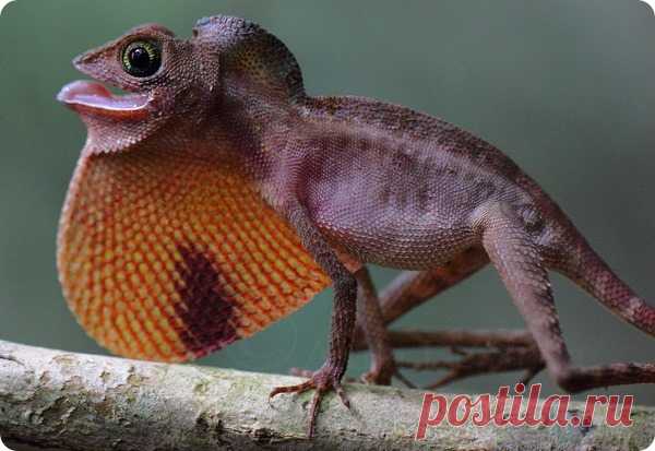 Цейлонская скрытоухая агама