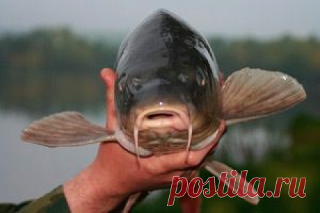 Рыбалка видео: Ловля карпа в октябре