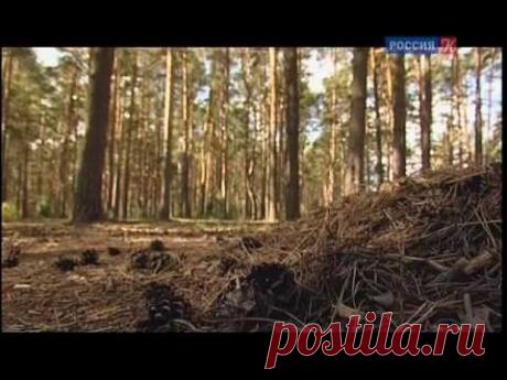 Искатели. Священная тайна Сибири (2013) Документальный -HD-NET-