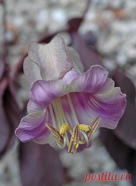 Cup and Saucer Vine