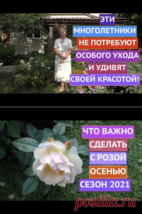 (206) САМЫЕ КРАСИВЫЕ И НЕПРИХОТЛИВЫЕ МНОГОЛЕТНИКИ В МОЕМ САДУ! - YouTube