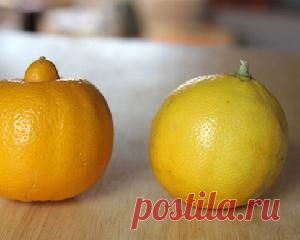 Масло бергамота