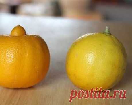 Масло бергамота