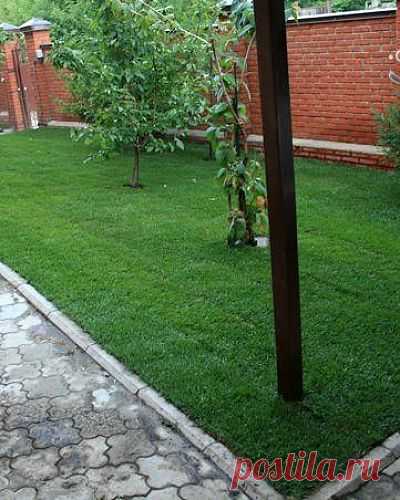 10 советов по уходу за газоном.