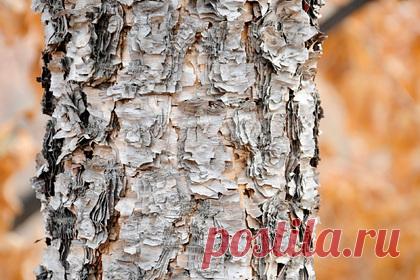 На Дальнем Востоке нашли рощу с самой редкой в России березой. На острове Кунашир в Сахалинской области нашли рощу, в которой растет несколько сотен деревьев редких видов, в частности — внесенная в Красную книгу береза Максимовича. Редкие для России березы нашли в верховье ручья Пограничный и в среднем течении реки Озерной.