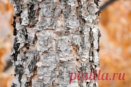 На Дальнем Востоке нашли рощу с самой редкой в России березой. На острове Кунашир в Сахалинской области нашли рощу, в которой растет несколько сотен деревьев редких видов, в частности — внесенная в Красную книгу береза Максимовича. Редкие для России березы нашли в верховье ручья Пограничный и в среднем течении реки Озерной.