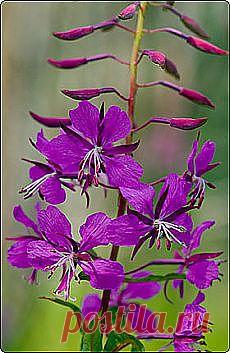 напитки | Рецепты простой и вкусной еды на Постиле