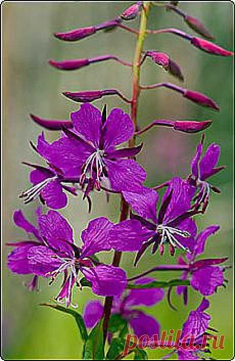 напитки | Рецепты простой и вкусной еды на Постиле