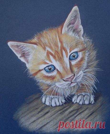 Curious Kitten by Happy5art on DeviantArt