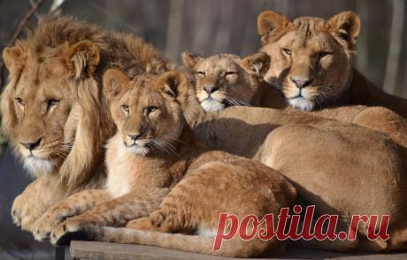 Обои лев, семья, львица, зоопарк, детеныши, большой кот, Сафари картинки на рабочий стол, раздел кошки - скачать
