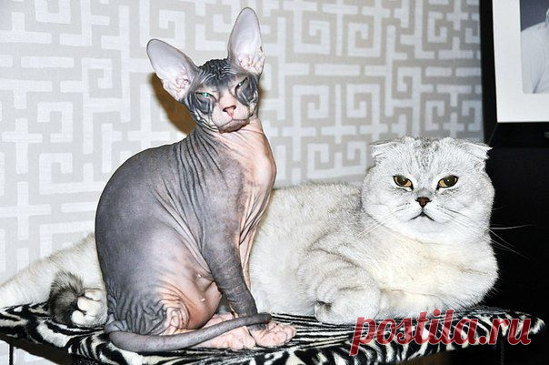 Продажа шотландских котят; Луганск.Зевс и Олимпус.....