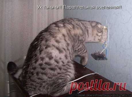 Веселая котоматрица - заряд позитива на весь день