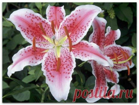 Местоположение лилий и уход