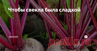 Чтобы свекла была сладкой Многие огородники, особенно малоопытные, часто задаются вопросом: от чего одна свекла сочная и сладкая, будто ее сахаром посыпали, а другая либо никакая, либо горькая и жесткая. Попробуем разобраться с причинами, от чего сие происходит. Во-первых, многое зависит от качества семян. Во-вторых, нарушена технология выращивания свеклы. Ну, с семенами понятно, лично я, никогда не покупаю у кого попало,