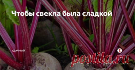 Чтобы свекла была сладкой Многие огородники, особенно малоопытные, часто задаются вопросом: от чего одна свекла сочная и сладкая, будто ее сахаром посыпали, а другая либо никакая, либо горькая и жесткая. Попробуем разобраться с причинами, от чего сие происходит. Во-первых, многое зависит от качества семян. Во-вторых, нарушена технология выращивания свеклы. Ну, с семенами понятно, лично я, никогда не покупаю у кого попало,