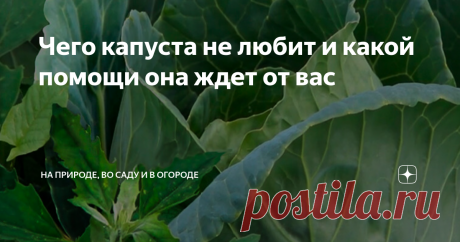 Чего капуста не любит и какой помощи она ждет от вас Чего капуста не терпит, чего вам не простит и за что не отблагодарит вас за все ваши старания весомым кочаном Чего капуста ждет от вас и чем ей угодить Так и будет! Заходите и подписывайтесь на канал На природе, во саду и в огороде, и мы обязательно расскажем что-нибудь интересное.