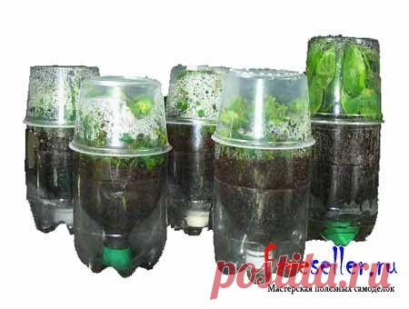 Парник из пластиковых бутылок