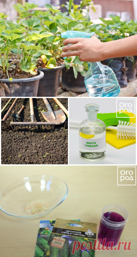 Раствор марганцовки: как применять в саду и огороде и чем его заменить