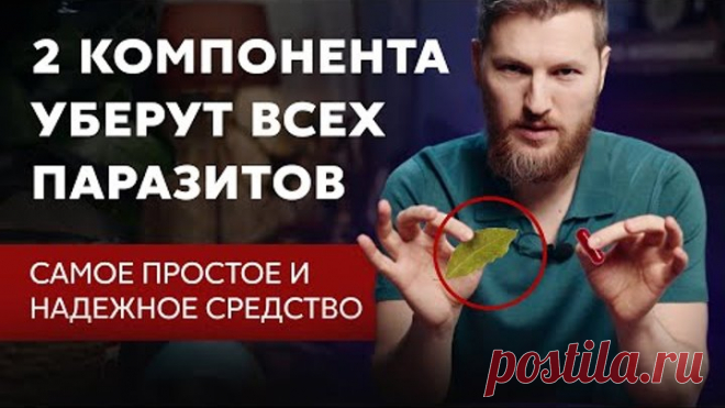 2 компонента уберут ВСЕХ ПАРАЗИТОВ