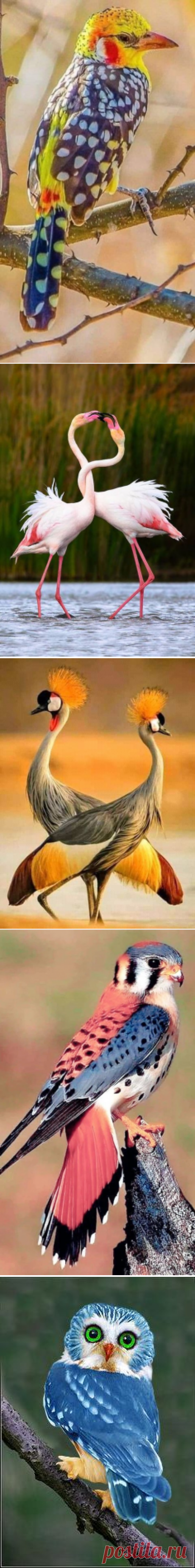 (293) Pinterest