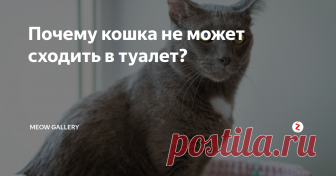 Почему кошка не может сходить в туалет? Состояние, когда кошка не может сходить в туалет, очень опасно для питомца! Невозможность опорожнить кишечник или мочевой пузырь может стать причиной смерти животного, поэтому при появлении первой подобной ситуации необходимо сразу обратиться к ветеринару. Существует несколько заболеваний, которые могут повлечь за собой такие последствия.
Кошка не может сходить в туалет по-маленькому
В ситуации, к
